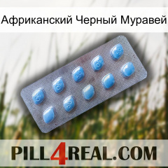 Африканский Черный Муравей viagra3